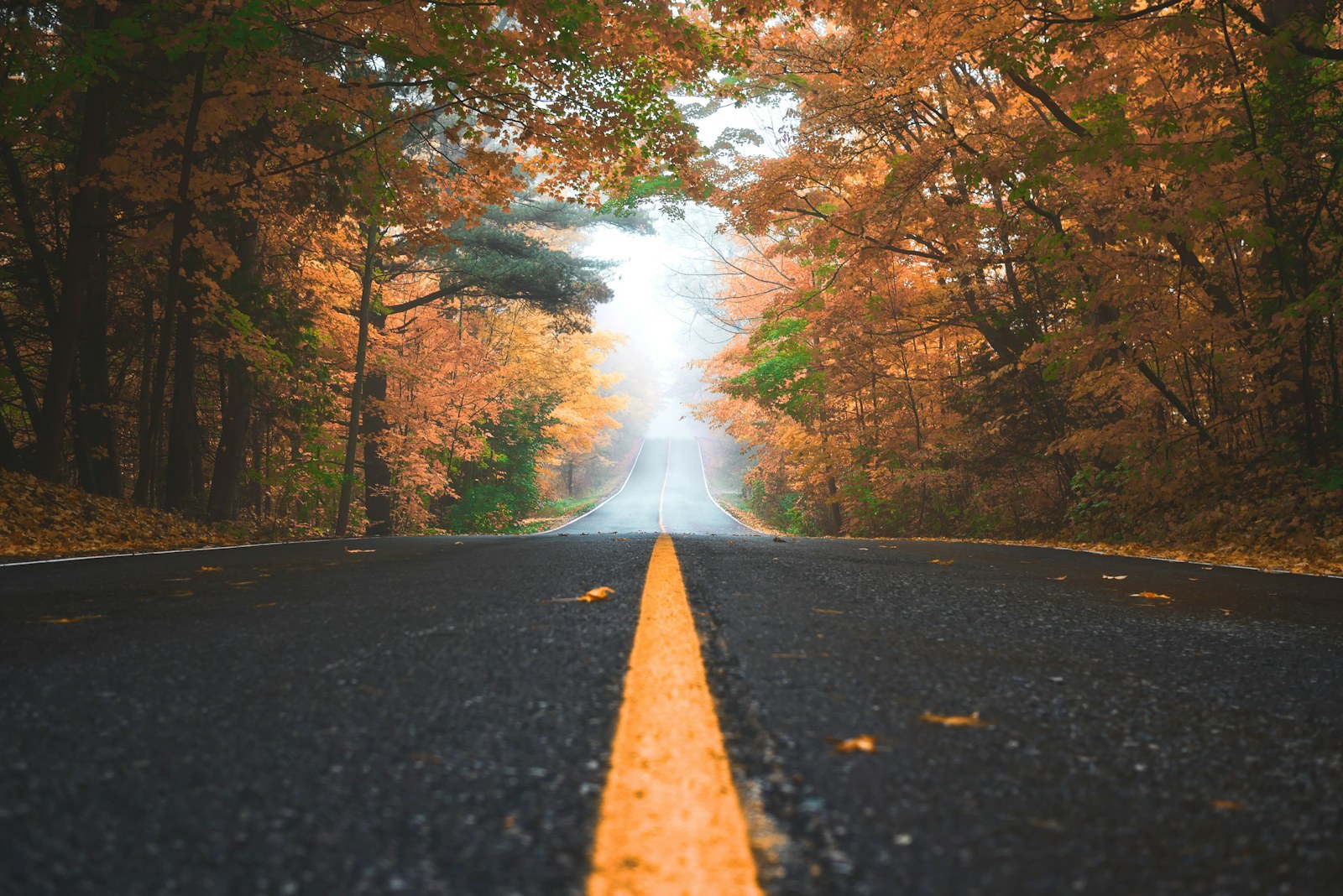 Open road lined with autumn trees, center line pointing toward the horizon